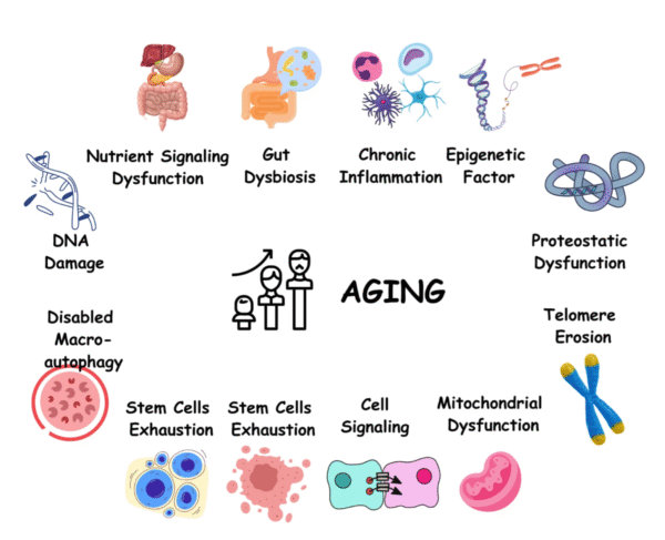 AGING AND ANTIAGING
